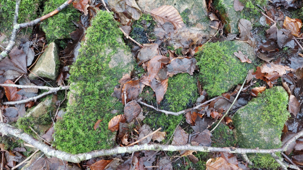 Photo of mossy stones, with fallen leaves and twigs