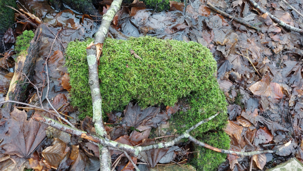 Photo of mossy stones, with fallen leaves and twigs
